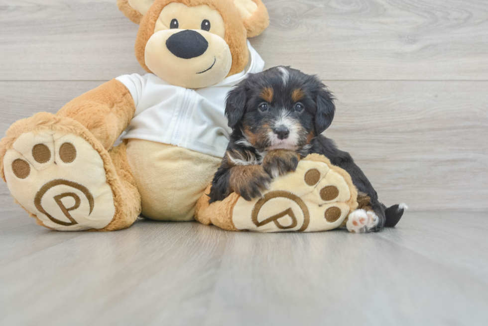 Popular Mini Bernedoodle Poodle Mix Pup