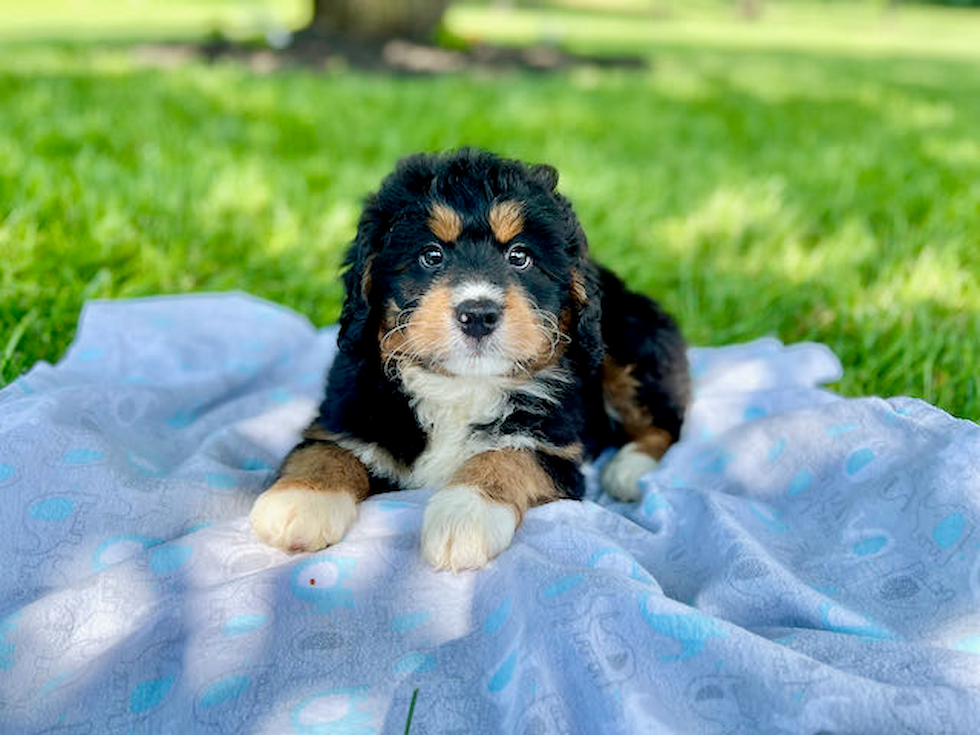 Mini Bernedoodle Pup Being Cute