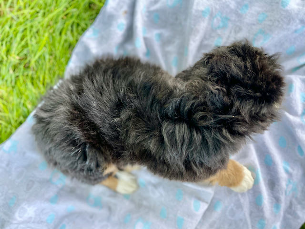 Mini Bernedoodle Pup Being Cute