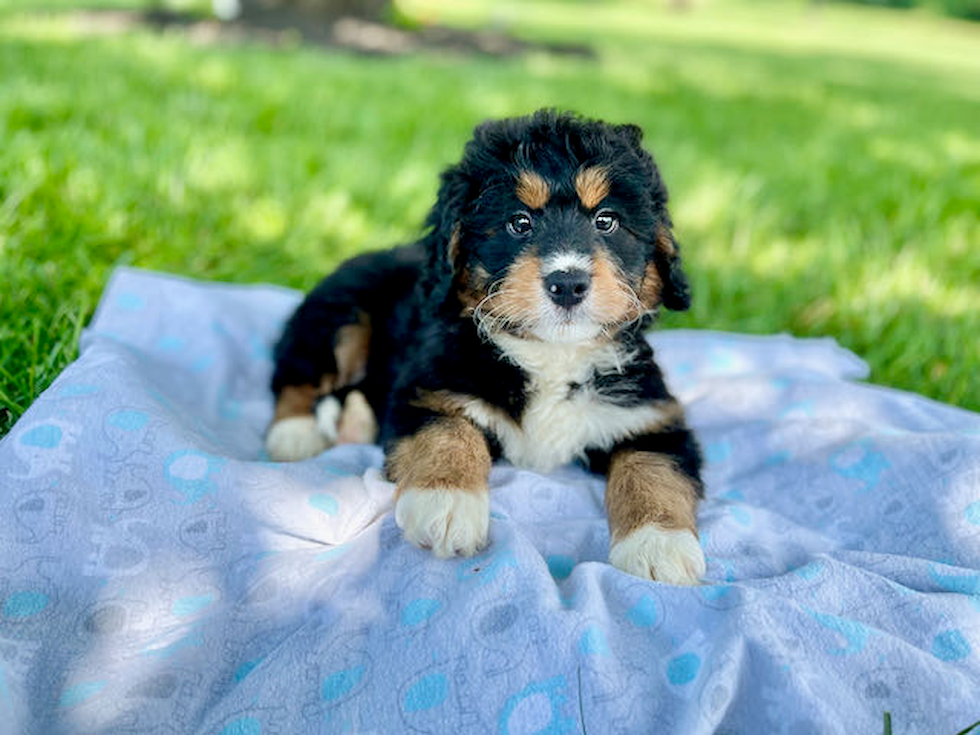 Cute Mini Bernedoodle Baby