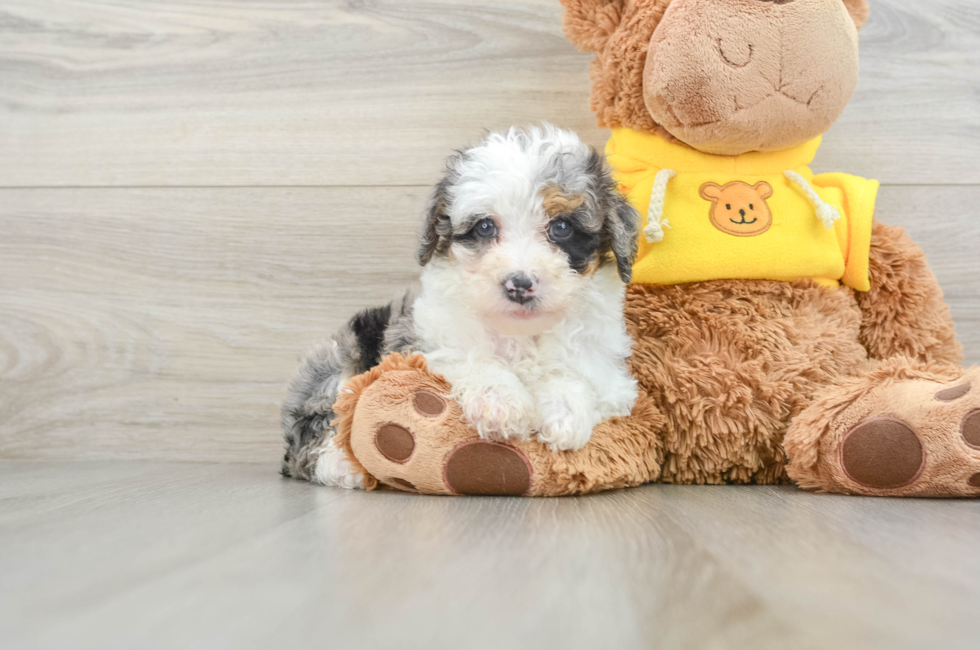 6 week old Mini Bernedoodle Puppy For Sale - Premier Pups