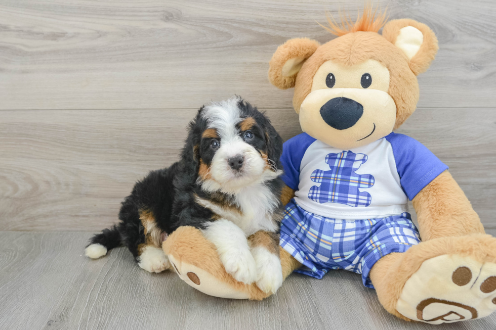 Mini Bernedoodle Puppy for Adoption