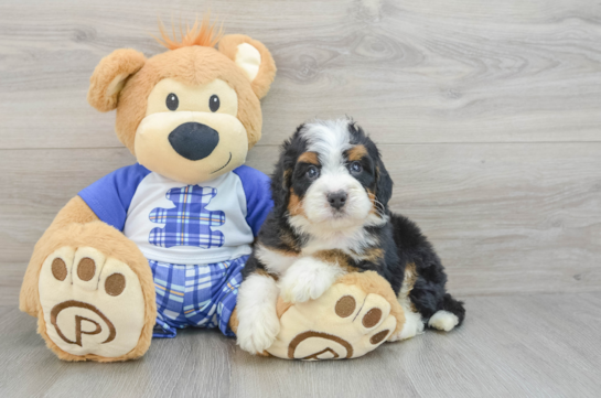 Mini Bernedoodle Pup Being Cute