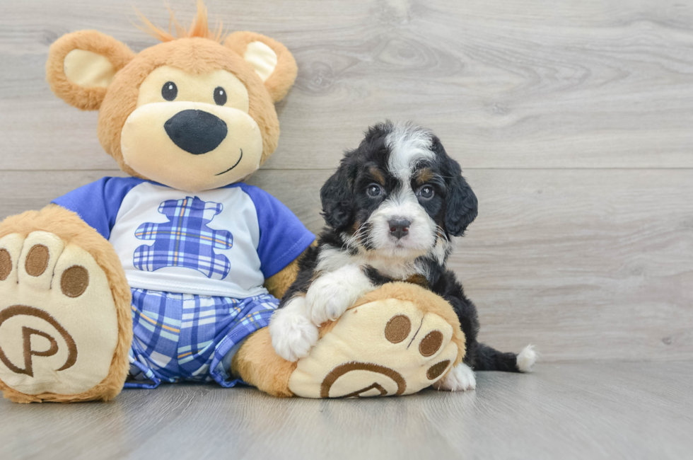 5 week old Mini Bernedoodle Puppy For Sale - Premier Pups