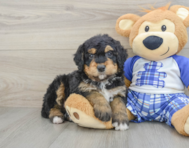 7 week old Mini Bernedoodle Puppy For Sale - Premier Pups