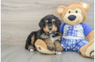 Mini Bernedoodle Puppy for Adoption