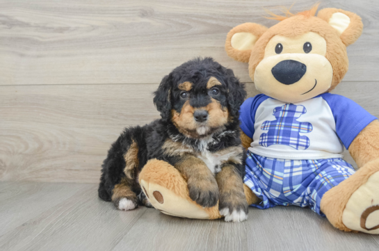 Mini Bernedoodle Puppy for Adoption