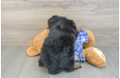 Best Mini Bernedoodle Baby