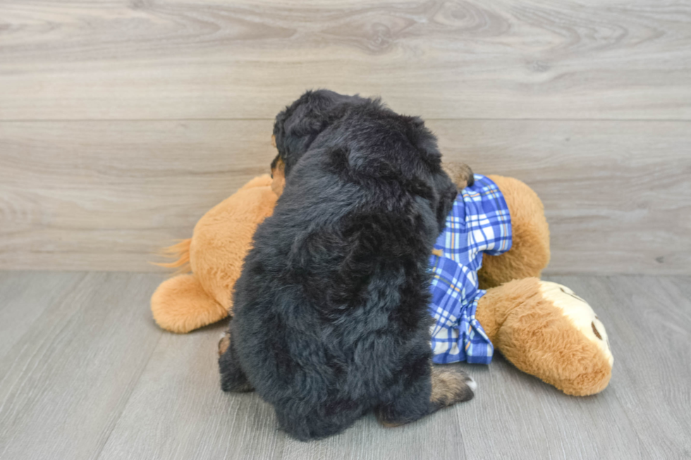 Best Mini Bernedoodle Baby