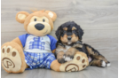 Energetic Mini Bernadoodle Poodle Mix Puppy