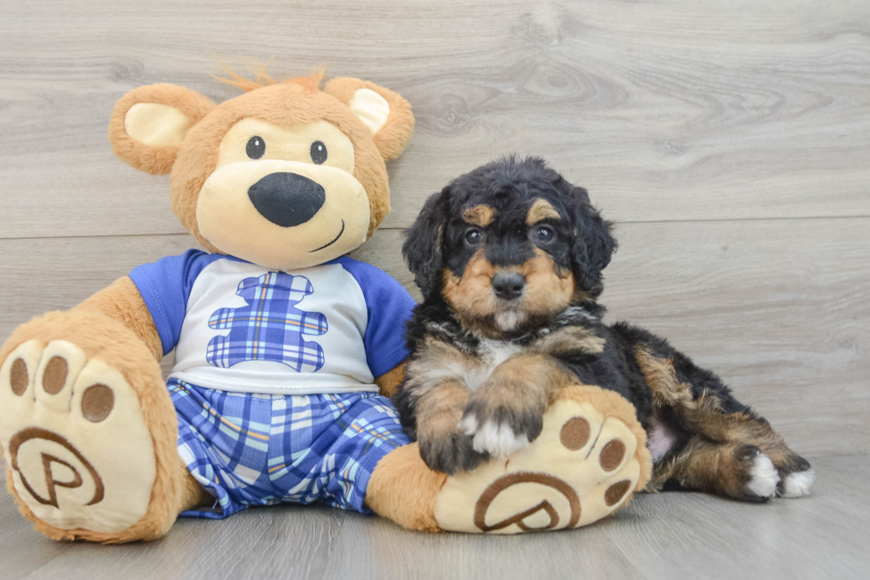 Energetic Mini Bernadoodle Poodle Mix Puppy