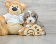 7 week old Mini Bernedoodle Puppy For Sale - Premier Pups