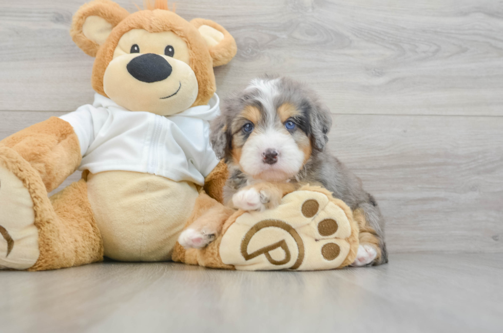 5 week old Mini Bernedoodle Puppy For Sale - Premier Pups