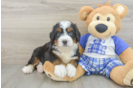 Funny Mini Bernedoodle Poodle Mix Pup