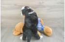 Sweet Mini Bernedoodle Baby