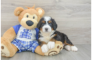 Sweet Mini Bernedoodle Baby
