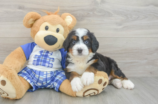 Sweet Mini Bernedoodle Baby