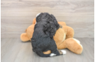 Mini Bernedoodle Pup Being Cute