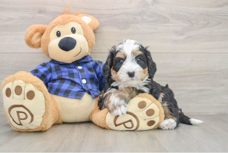 Happy Mini Bernedoodle Baby