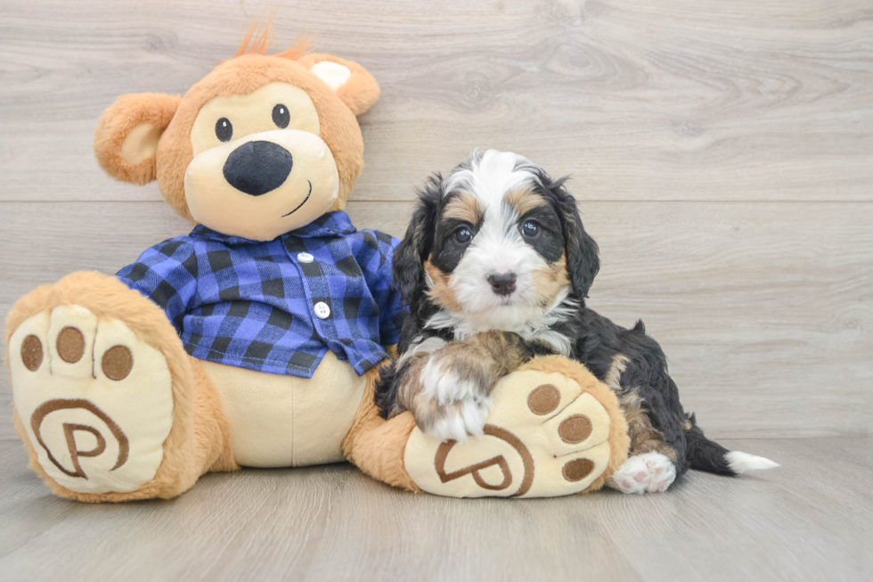 Happy Mini Bernedoodle Baby