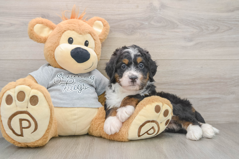 Mini Bernedoodle Puppy for Adoption