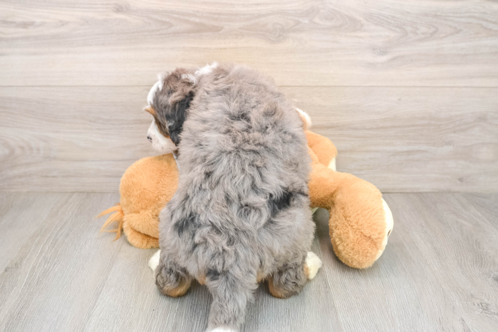 Fluffy Mini Bernedoodle Poodle Mix Pup