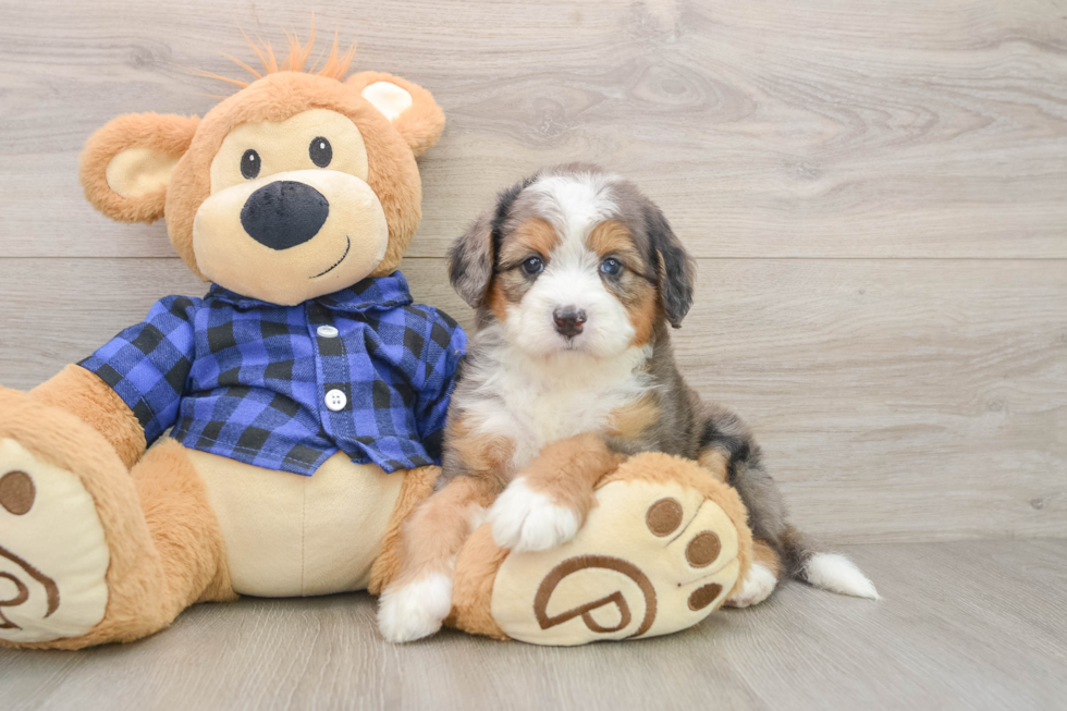 Mini Bernedoodle Pup Being Cute