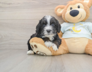 7 week old Mini Bernedoodle Puppy For Sale - Premier Pups