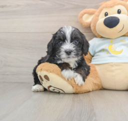 7 week old Mini Bernedoodle Puppy For Sale - Premier Pups