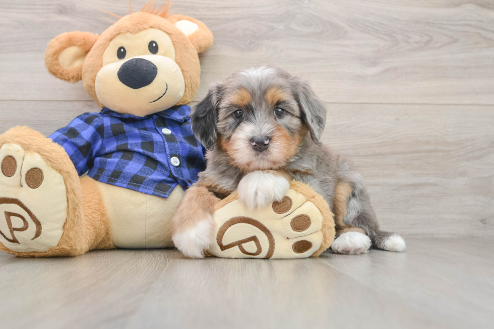 Mini Bernedoodle Puppy for Adoption