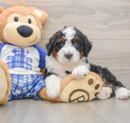 5 week old Mini Bernedoodle Puppy For Sale - Premier Pups