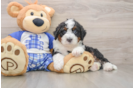 Mini Bernedoodle Pup Being Cute