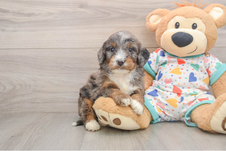 Mini Bernedoodle Puppy for Adoption