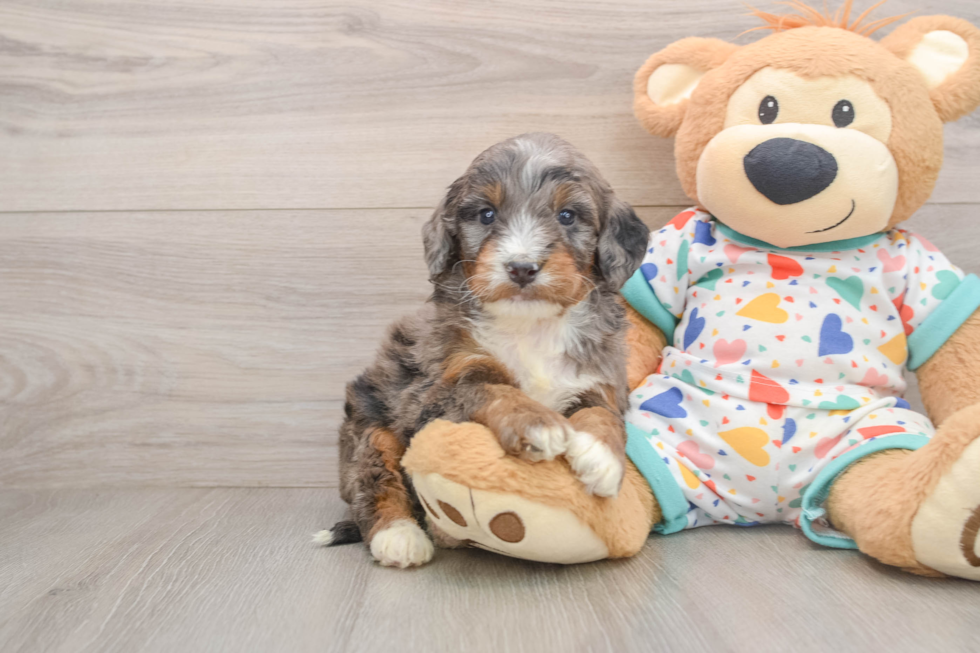Mini Bernedoodle Puppy for Adoption
