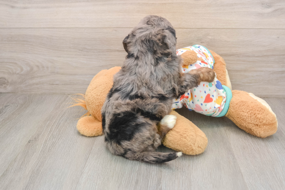 Playful Bernese Doodle Poodle Mix Puppy