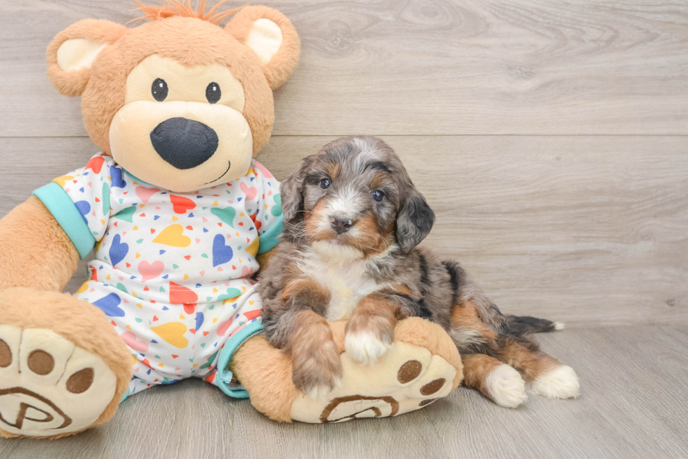 Cute Mini Bernedoodle Baby