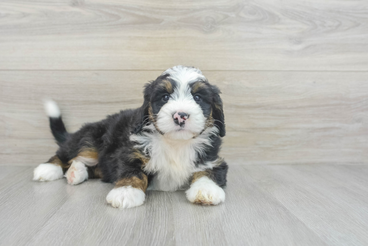 Mini Bernedoodle Puppy for Adoption