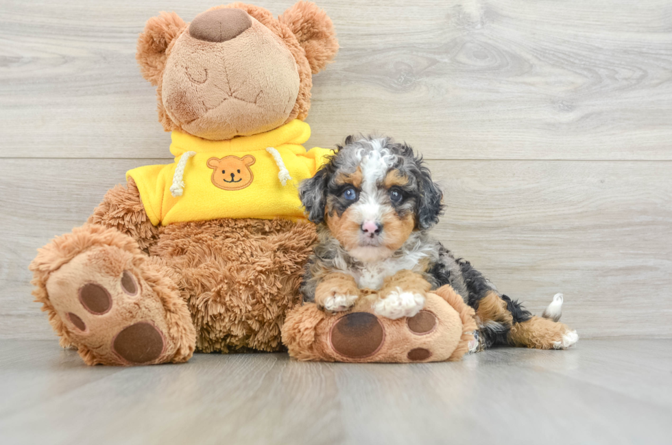 6 week old Mini Bernedoodle Puppy For Sale - Premier Pups