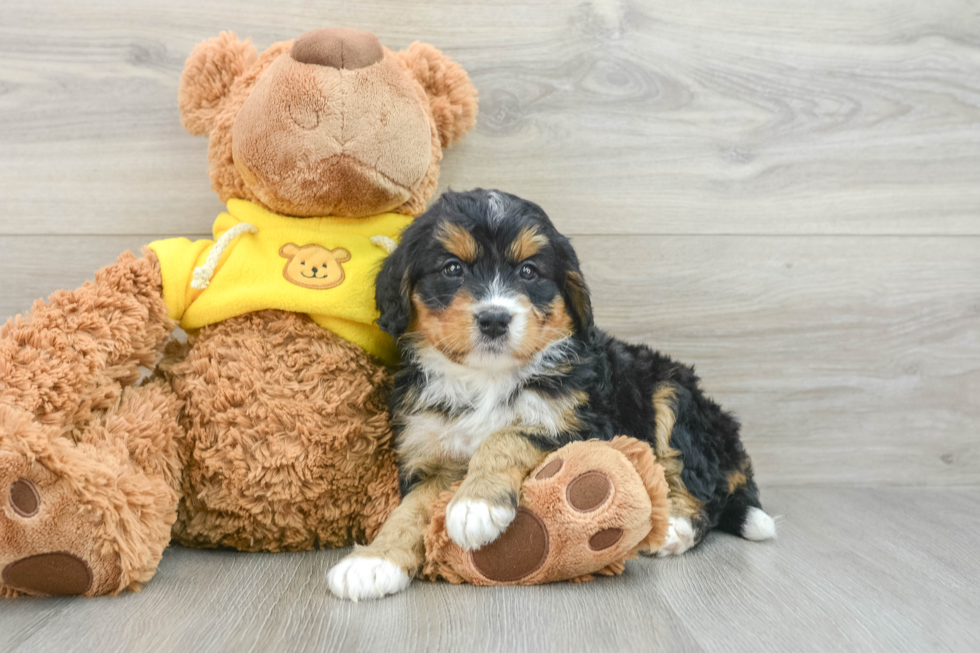 Mini Bernedoodle Puppy for Adoption