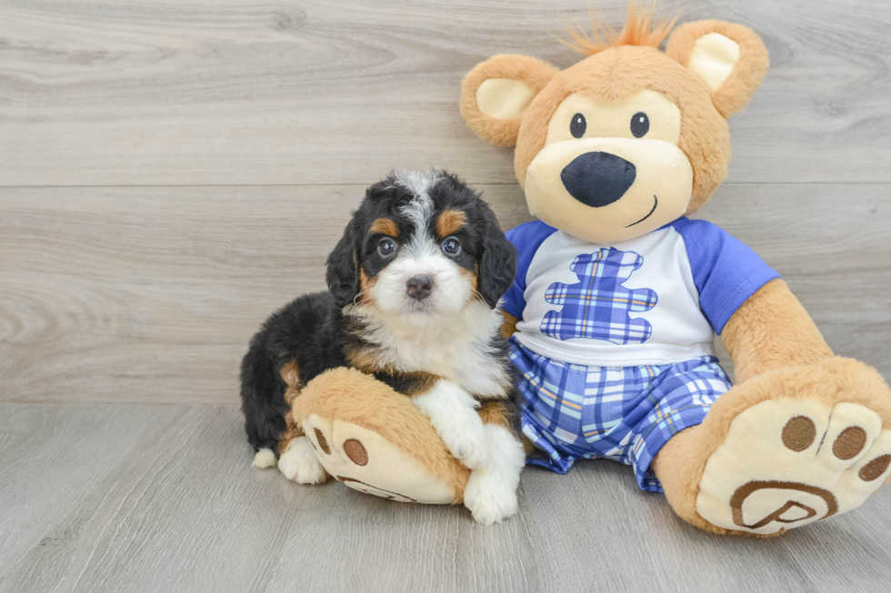 Small Mini Bernedoodle Baby