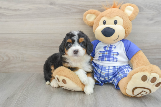 Small Mini Bernedoodle Baby