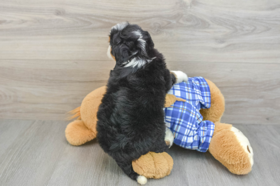 Popular Mini Bernedoodle Poodle Mix Pup