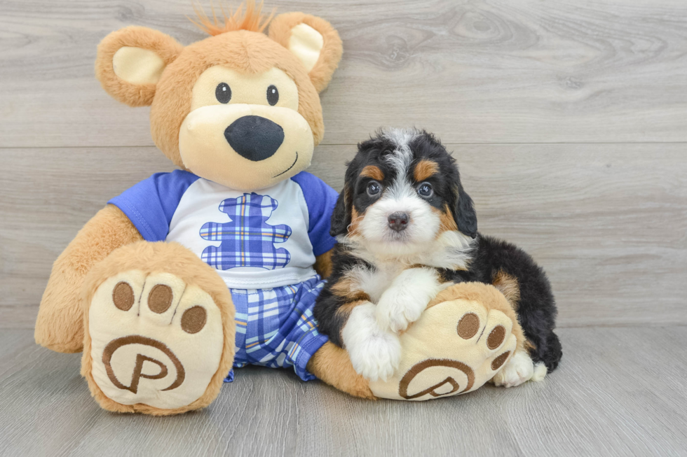 Best Mini Bernedoodle Baby