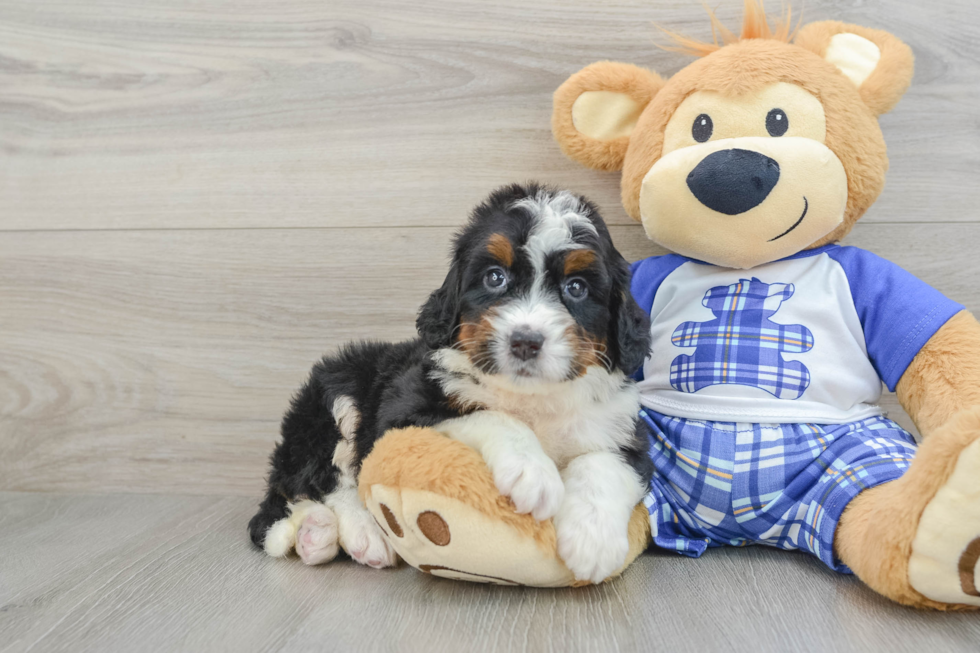 Adorable Mini Bernesepoo Poodle Mix Puppy