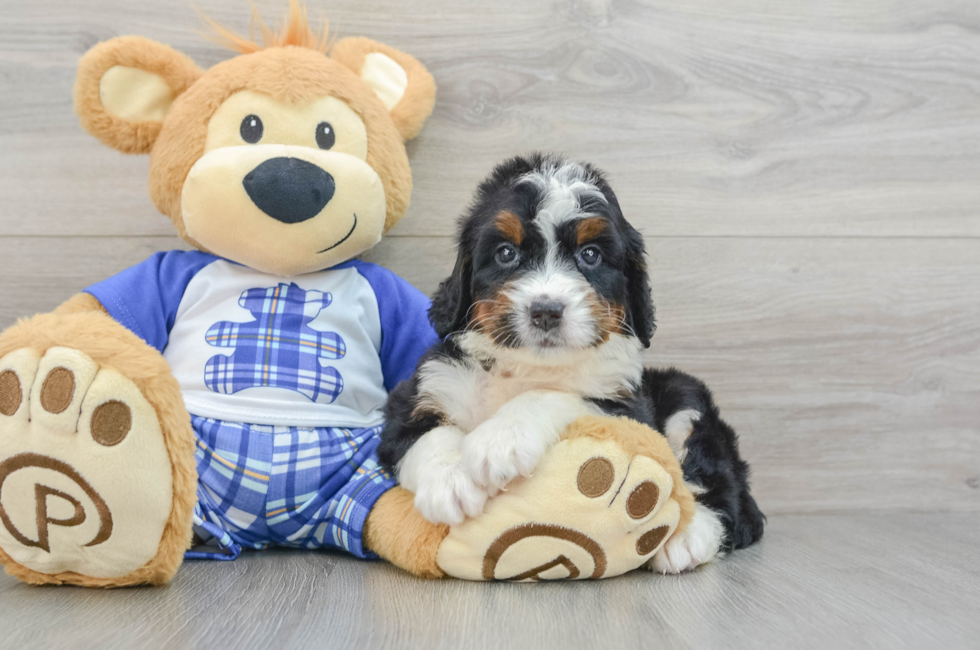 5 week old Mini Bernedoodle Puppy For Sale - Premier Pups