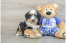 Mini Bernedoodle Pup Being Cute