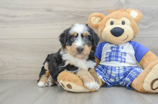 Mini Bernedoodle Pup Being Cute