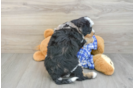Adorable Mini Bernesepoo Poodle Mix Puppy