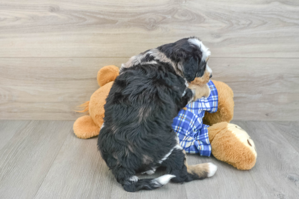 Adorable Mini Bernesepoo Poodle Mix Puppy