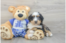 Fluffy Mini Bernedoodle Poodle Mix Pup